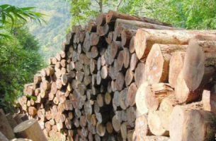 Gỗ Lim Lào